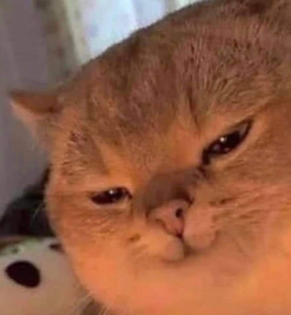 음화화화화화화화 #냥짤 #고양이