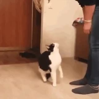 고양이 냥이 집사 허그 안아줘