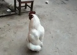 닭 어르신 어험 치킨 에헴 양반