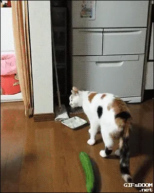 슈아 고양이 오이 깜놀 공중부양 놀람 당황 웃긴짤 점프 리액션