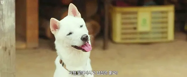 남구문 남구 강아지 시험 떨어지고 비웃음 킹받는 얄미운 팩폭 짤