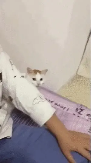 냥짤 고양이