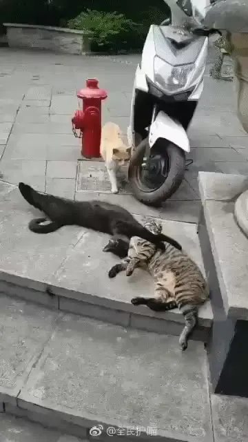불륜 현장 적발 냥짤 고양이