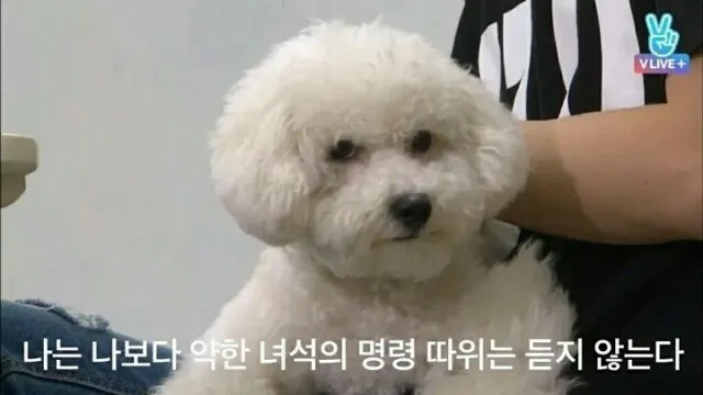 욕 세훈 비비 비숑 강아지 명령 무시 하찮음 거만 불쾌 짤