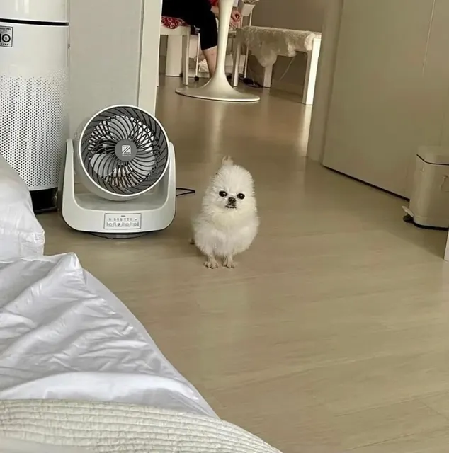 포메 병아리 멍짤 강아지 포메라니안 멍멍이
