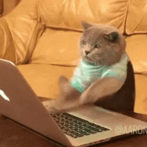 광클릭 고양이 노트북 타자 광클 열일 수강신청 티켓팅 바쁨 긴박