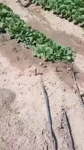 만화 두더지 쏙