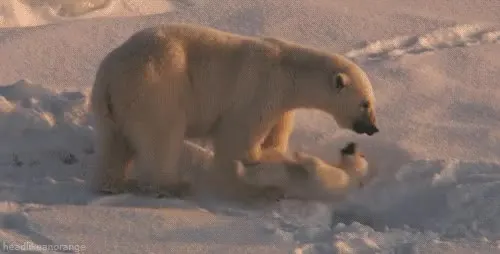 여기 들어가 있어 북극곰 애교 애기 동물