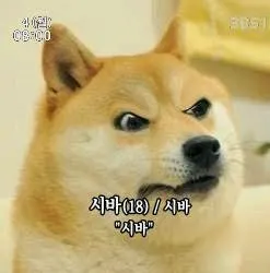 시바 시바견 분노 빡침 짜증 욕 18 짤방 동물