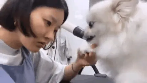 야시 송해나 강아지 기싸움 정색 째려보기 포메라니안 당황 눈싸움 동물짤