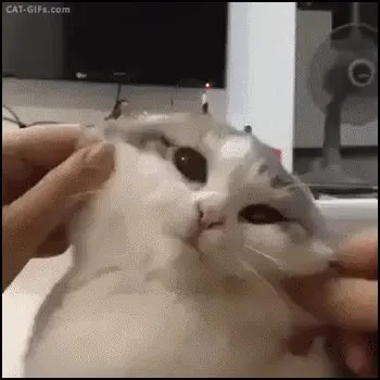 슬라임 볼살 커엽 슬라임 냥이 볼
