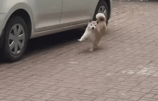 강아지 신나 개