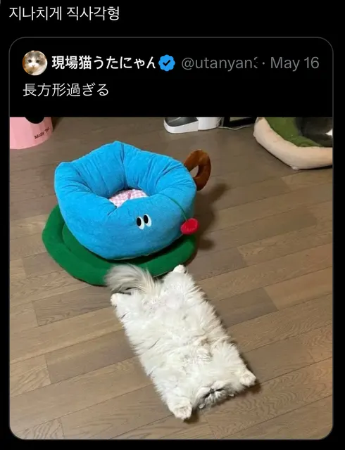 지나치게 직사각형 고양이 #냥짤