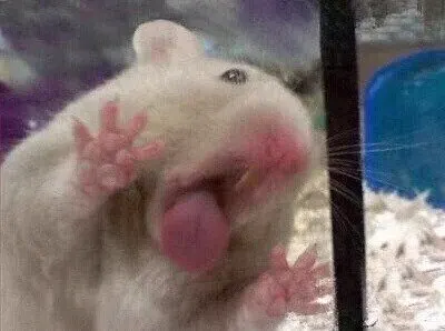 핥짝핥짝 핥짝 혓바닥 낼름 햄스터