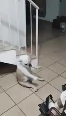 강아지 재롱