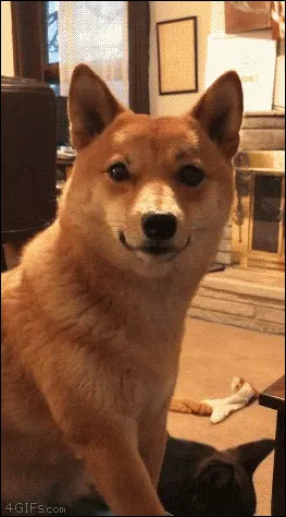 댕당황 당황 황당 쳐다봄 멍멍이 강아지 멍짤