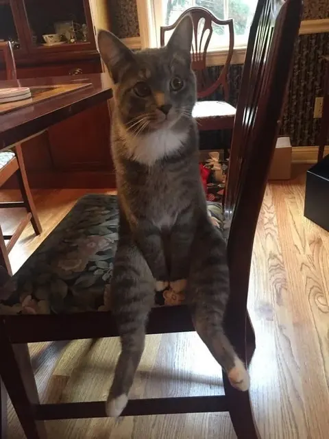냥짤 고양이