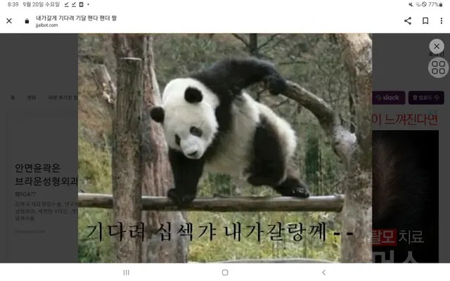 다 패러 가는 세계관 최강 판다