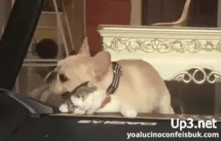 고양이