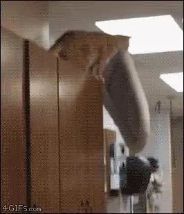 고양이 점프 고인물 방석