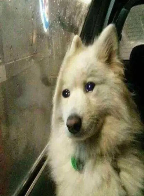 개슬픔1 강아지 슬픔 눈물 아련 댕댕이 창밖 우울 눙물 개슬픔
