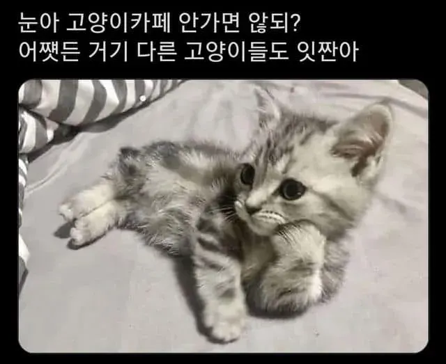 고양이 냥짤