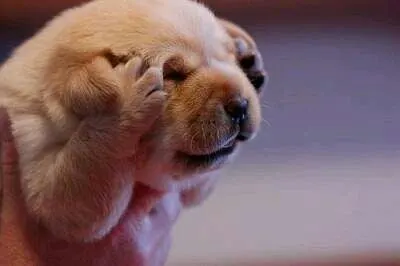 못보겠다 내눈 강아지 내눈
