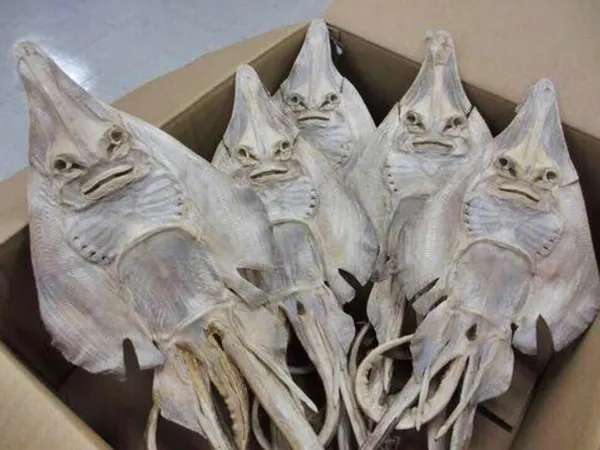 오징어 표정 화난 못생긴 못생겼어 못생김 니얼굴
