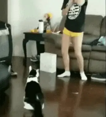 빡침 화남 고양이 냥짤 구타 열받음