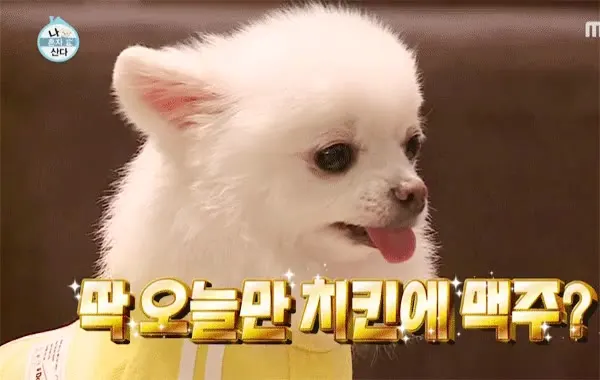 야식 맥주 포메 나혼자산다