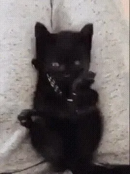 고양이 냥짤