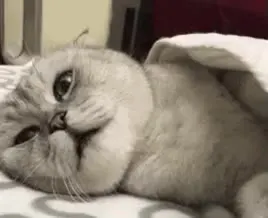 외면냥 고양이 삐짐 외면 현실부정 이불 쌩까는 귀찮음 냥이 뒷모습 거절