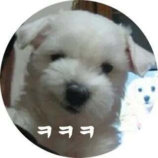 강쥐 기요미 강아지 개