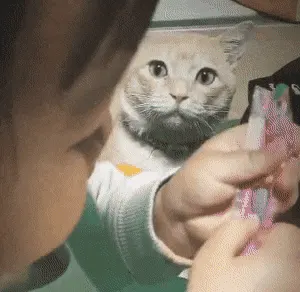 고양이 츄르 짜요짜요 #냥짤