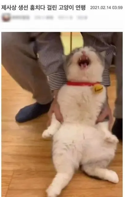 제사상 생선 훔치다 걸린 고양이 연행 #냥짤
