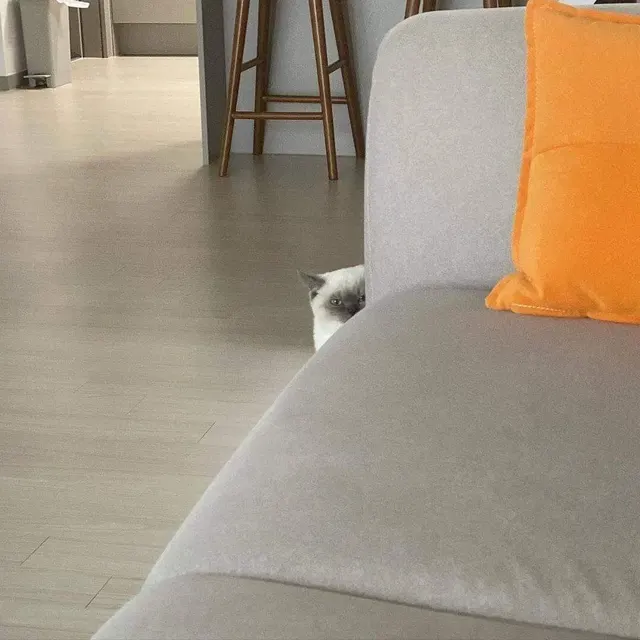 감시하는 고양이 찌릿 째릿 냥짤