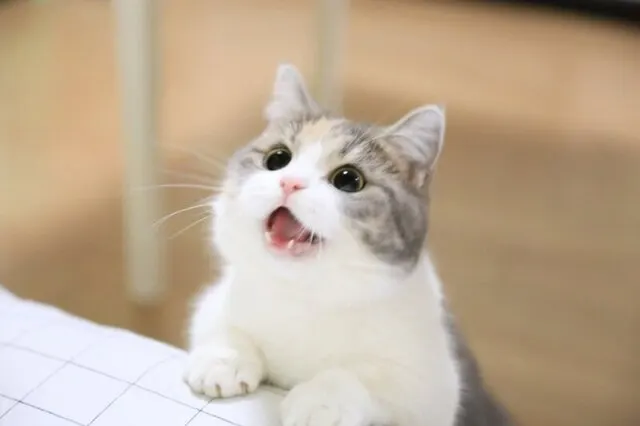 고양이 아껴써야 된다고 이 X끼야