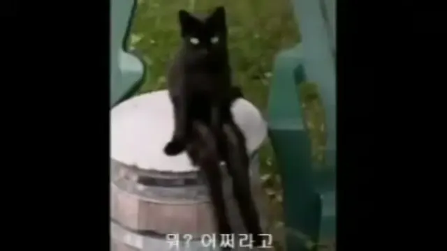 뭐어쩌라고? 어쩔 왜 뭐