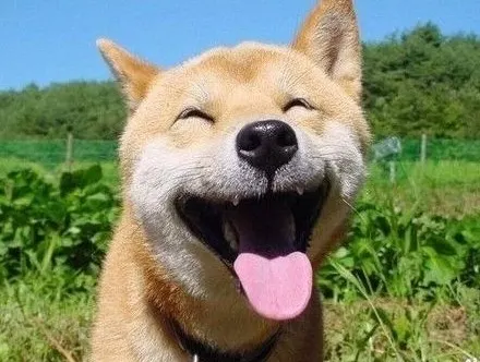 좋아요 강아지 동물