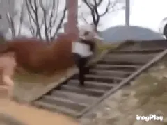빤스런 도망 추격 황당 웃긴짤 달리기 속옷 도주 광기