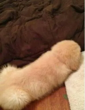 음란마귀 음란 마귀 강아지 음란한 좆같이 생긴