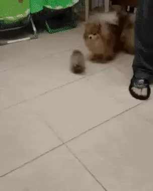 포메라니안 강아지 개 댕댕이