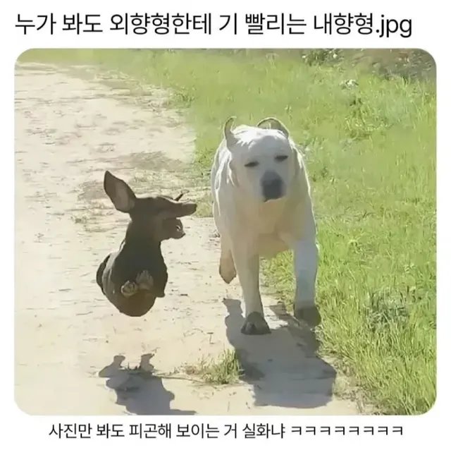 강아지 MBTI 외향형 내향형 기빨림 피곤함 텐션차이 웃긴 짤
