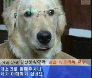 개솔 개소리 골든 리티리버 교수 개교수