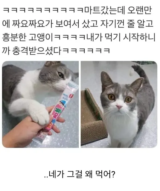 짜요짜요 츄르 고양이 냥짤 충격 네가 그걸 왜?