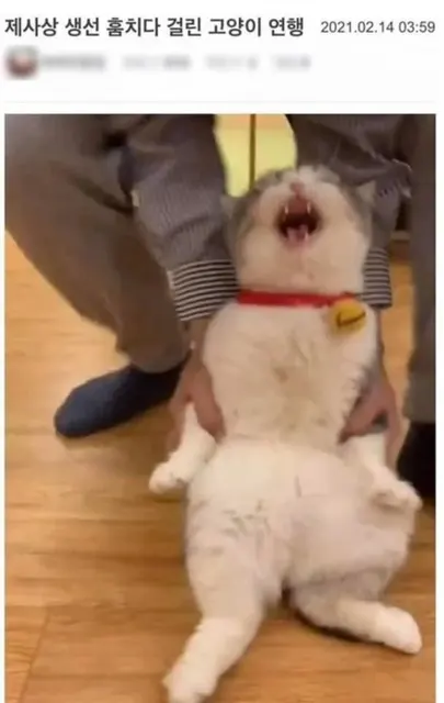 냥짤
