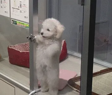 춤추는 강아지 #멍짤 #댄스 #신남