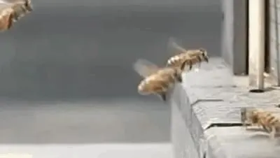 비행 도중 충돌.gif 비행 충돌 벌
