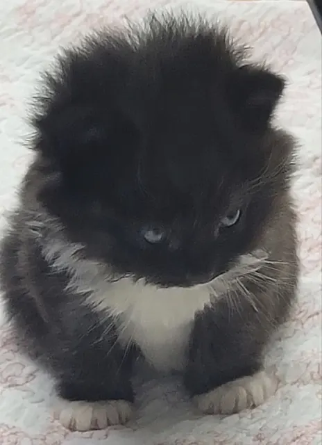 눈빛 냥짤 고양이