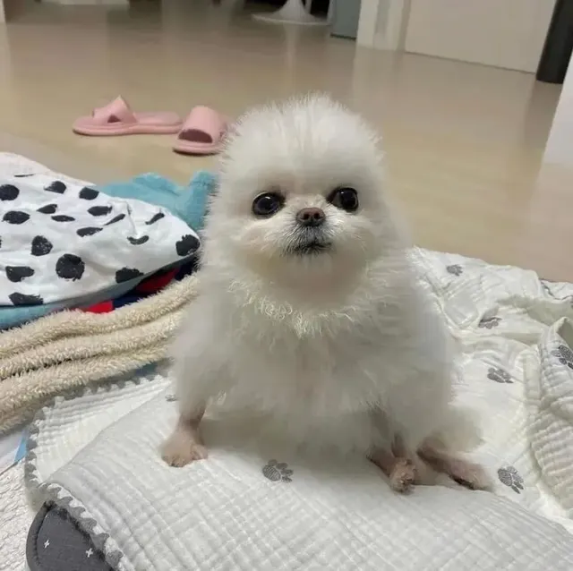 포메 병아리 멍짤 강아지 멍멍이 근엄